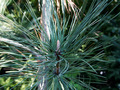 Pinus jeffreyi IMG_3885 Sosna Jeffreya
